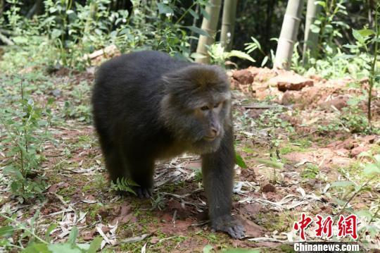 生肖猴的取果之思,从伸手可得的便利到失落后的清醒—热点解析与现实指引 生肖猴的取果之思,从伸手可得的便利到失落后的清醒—热点解析与现实指引