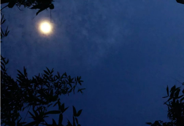 深山风动三更夜,解码生肖虎的玄机与文化落地 深山风动三更夜,解码生肖虎的玄机与文化落地