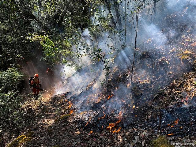 森林大火背后的生肖密码，从趋火打劫虎出行看自然智慧与科技守护