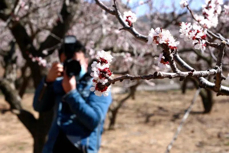山花红紫树高低，精准生肖谜底深度解析与专家解读落实
