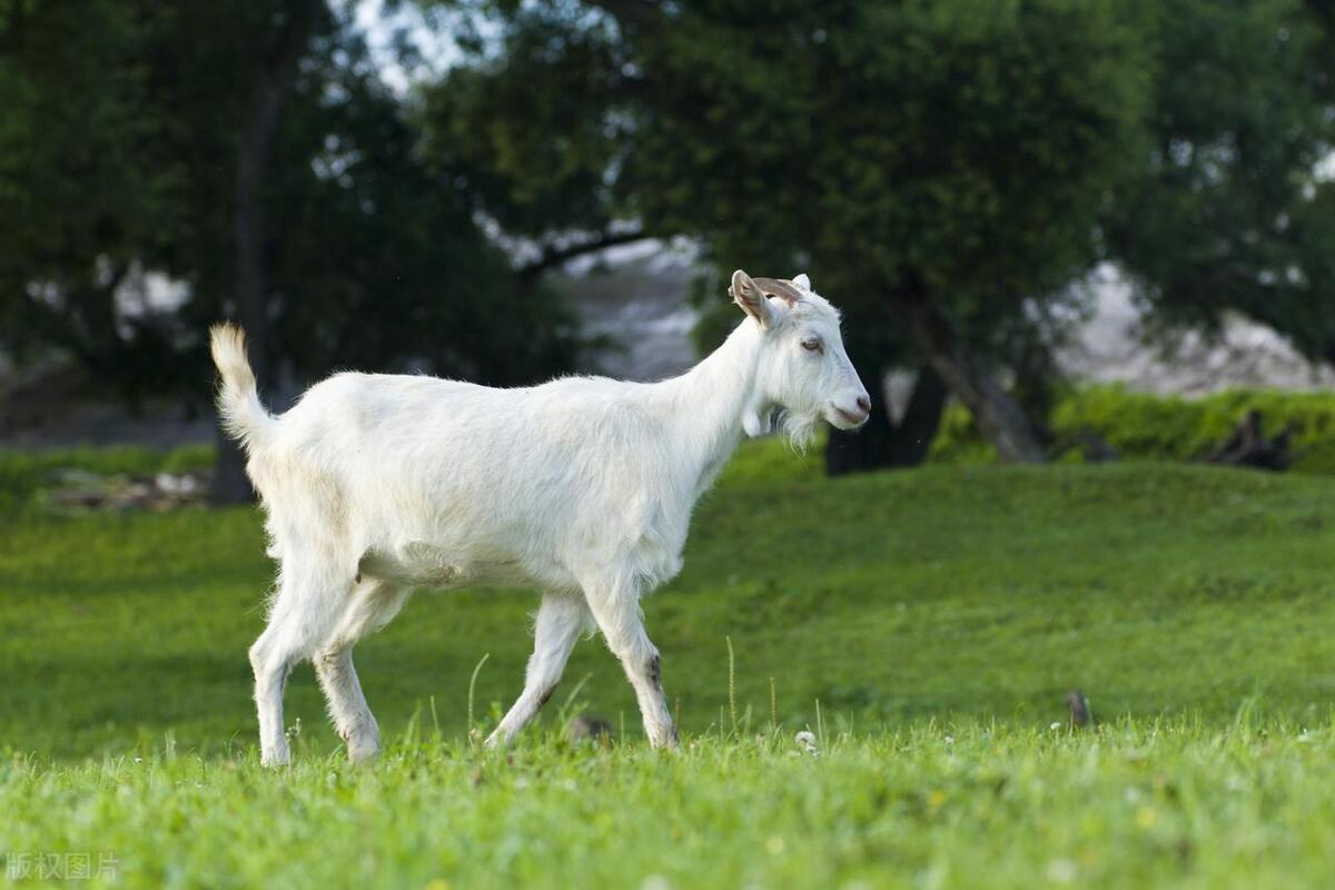 红红蓝双杀蓝单聚焦四大生肖 牛狗羊猪品质解读与专家预测落实指南