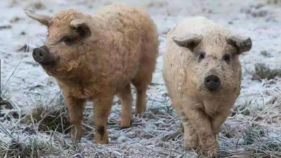 红红蓝双杀蓝单语境下牛狗羊猪精准生肖猜测，条理释义、效能解读与专家落实路径