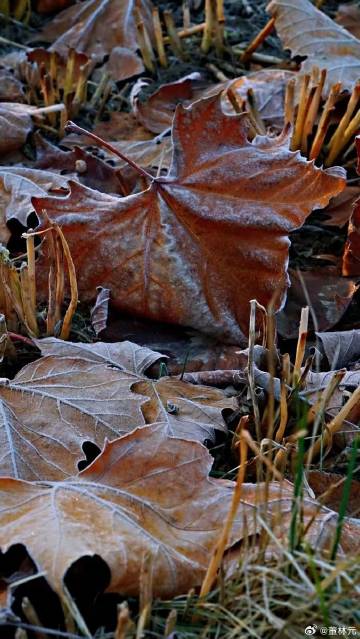 秋霜木落断魂时，生肖文化的精准解读与虚假标榜的甄别之道