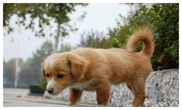 伞期鼠狗蛇出特与生肖认知，从文化寓意到理性规避不实诱导的深度解析