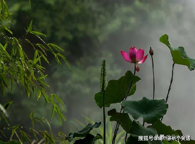 烛光闲对木犀红，生肖谜题精准解析与防范欺诈诱导指南