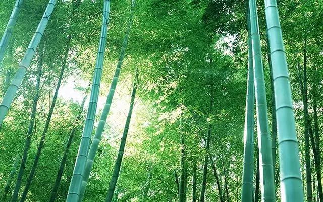 十五天涯共月明,七星高照与竹绿吟风生肖的文化解码及动态效能解析 十五天涯共月明,七星高照与竹绿吟风生肖的文化解码及动态效能解析