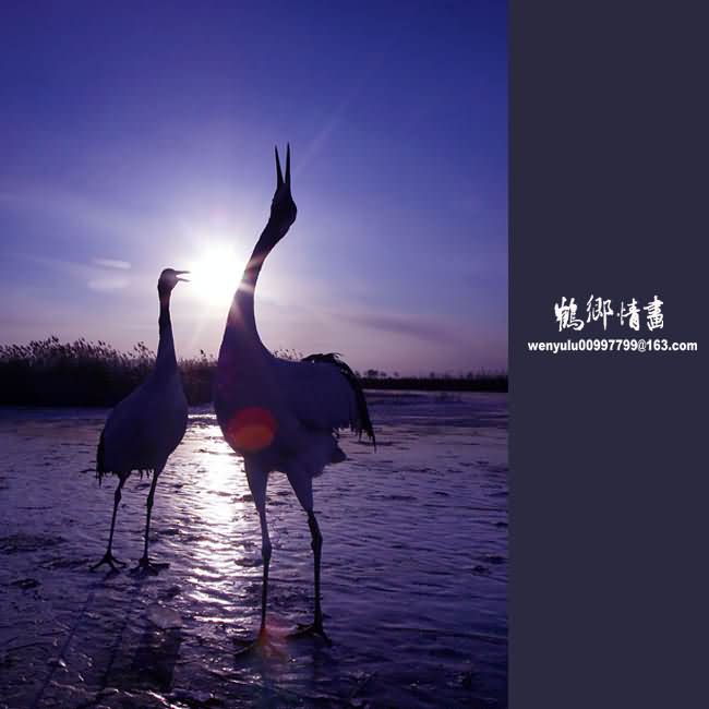 湛湛青天映鹤影，从搜山羽骑乘风引解码精准生肖的文化逻辑与现实效能