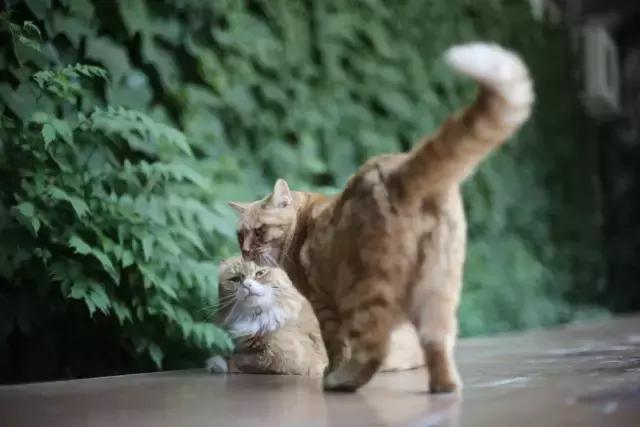 依旧桃花面,频低柳叶眉,生肖兔的柔情密码与文化深层解读 依旧桃花面,频低柳叶眉,生肖兔的柔情密码与文化深层解读