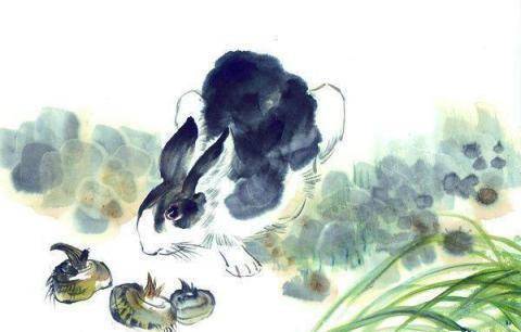 四大才子要人捧，兔生肖的新颖释义与专家深度解析及现代落实