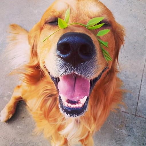 三心二意中到正，有眼可望一路旺—生肖龙的文化解码与现实指引