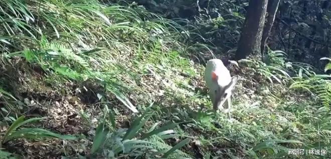 犄角弯弯食青草，从意象解构到现实落地的价值整合路径