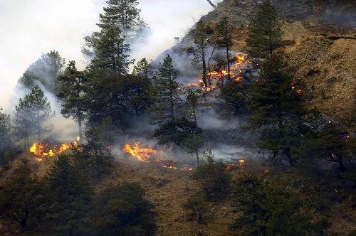 森林大火背后的生肖密码，从趋火打劫虎出行看自然智慧与科技守护