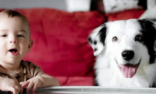 伞期鼠狗蛇出特与生肖认知，从文化寓意到理性规避不实诱导的深度解析
