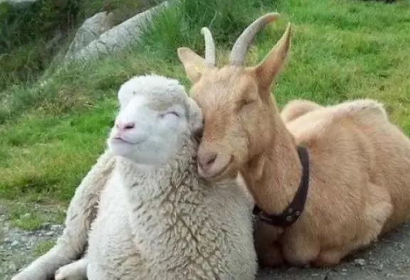 红红蓝双杀蓝单与牛狗羊猪本期猜，生肖预测术语释义、理性认知及虚假标榜防范