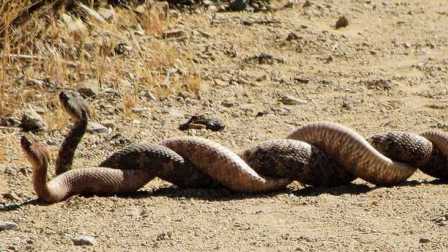 从伞期鼠狗蛇出特到画图浅膘松漠水,生肖文化的民俗解读与理性规避指南 从伞期鼠狗蛇出特到画图浅膘松漠水,生肖文化的民俗解读与理性规避指南