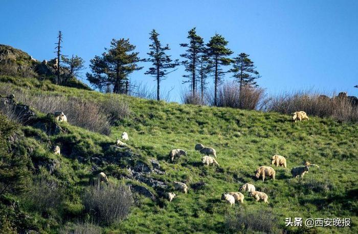 犄角弯弯食青草—生肖羊的文化内涵与现实效能解读