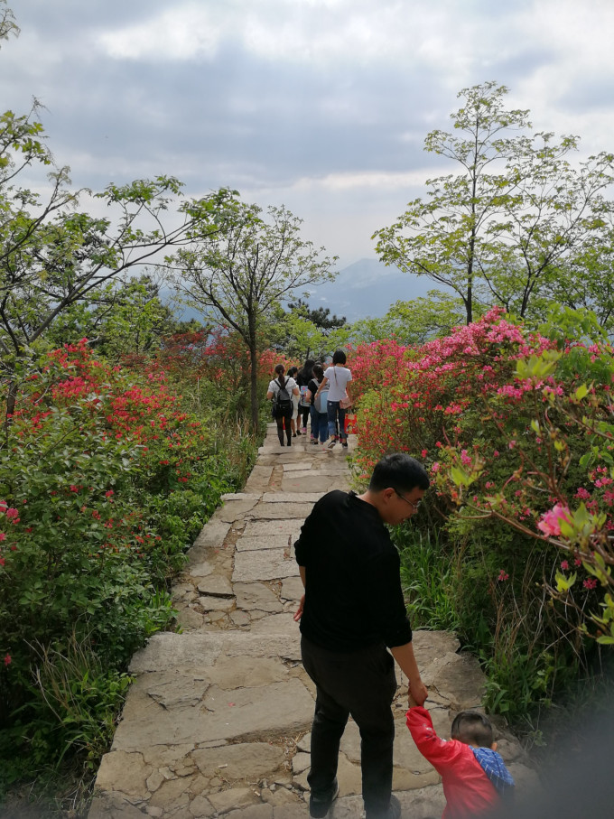 世鹃齐开满山红,生肖文化的创新解码与诚信实践之路 世鹃齐开满山红,生肖文化的创新解码与诚信实践之路