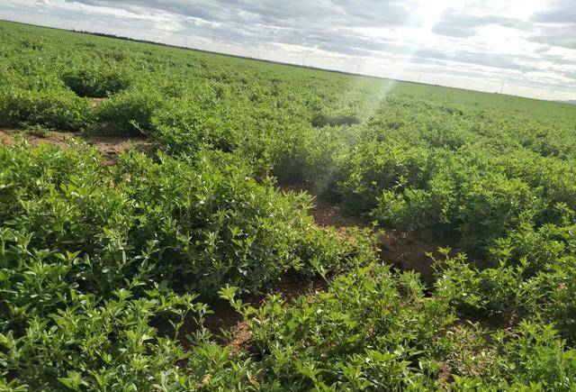 犄角弯弯食青草，从意象解构到现实落地的价值整合路径