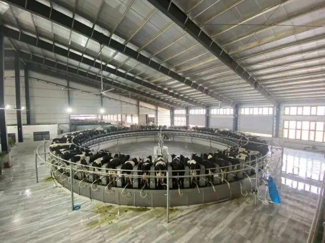 取之有道守本真，延续命运避耗损—从生肖牛看生命智慧的传承与践行