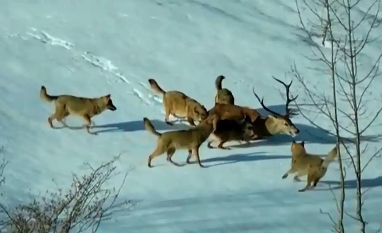 鸡飞羊跳野狼追，天凤飞上蓝天飘，解锁生肖谜题背后的文化密码与现实启示